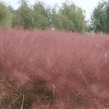 石家庄市的花海是哪里的