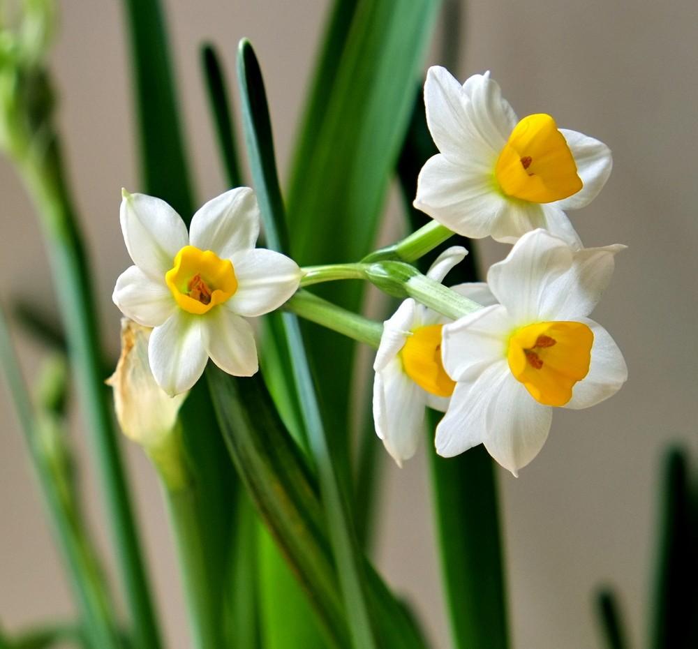 粉色水仙花花语,什么花的花语是信任?