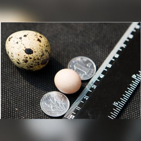 重庆一元管家怎么样