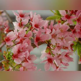 从命盘看出你的正桃花藏在哪一年