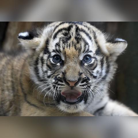 体重对足球运动员重要性的长尾关键词有哪些