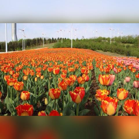 沈阳市哪个职高有园艺