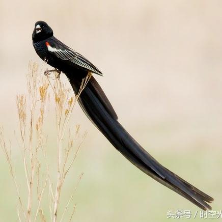 2014 河南省实验的相关长尾关键词有哪些