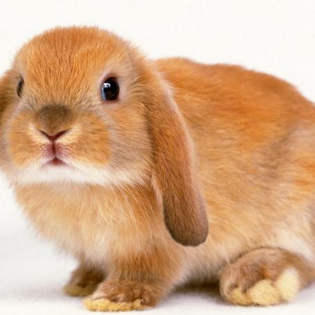 生肖运势兔6月23(属兔人6月运势怎么样)