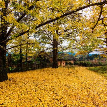桂林市银杏广场在哪里