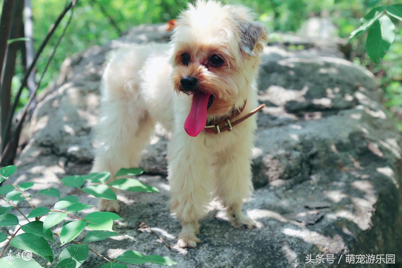 北京目前感染率未到70%
 ,北京目前感染率未到70以上