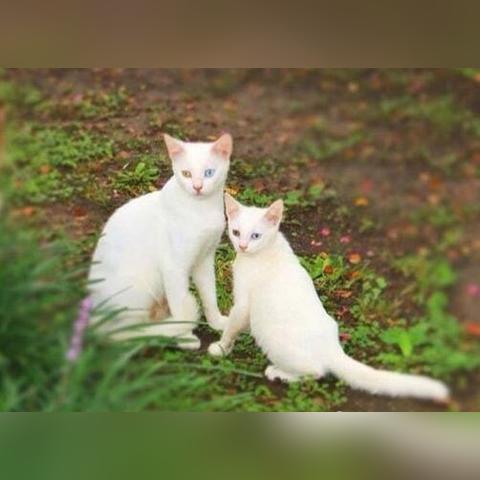武汉异瞳猫咪的长尾关键词有哪些