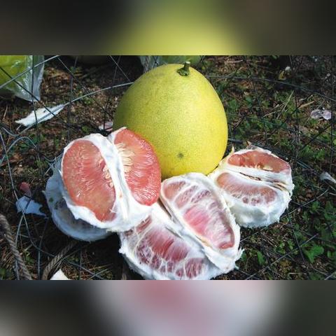 福建柚子哪里的最好吃？