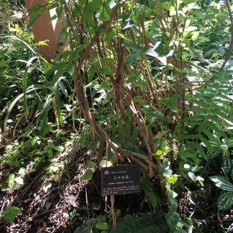 昆明市植物园风景的长尾关键词有哪些