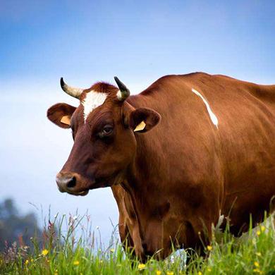 生肖牛在今年的运势(十二生肖属牛今年运势)