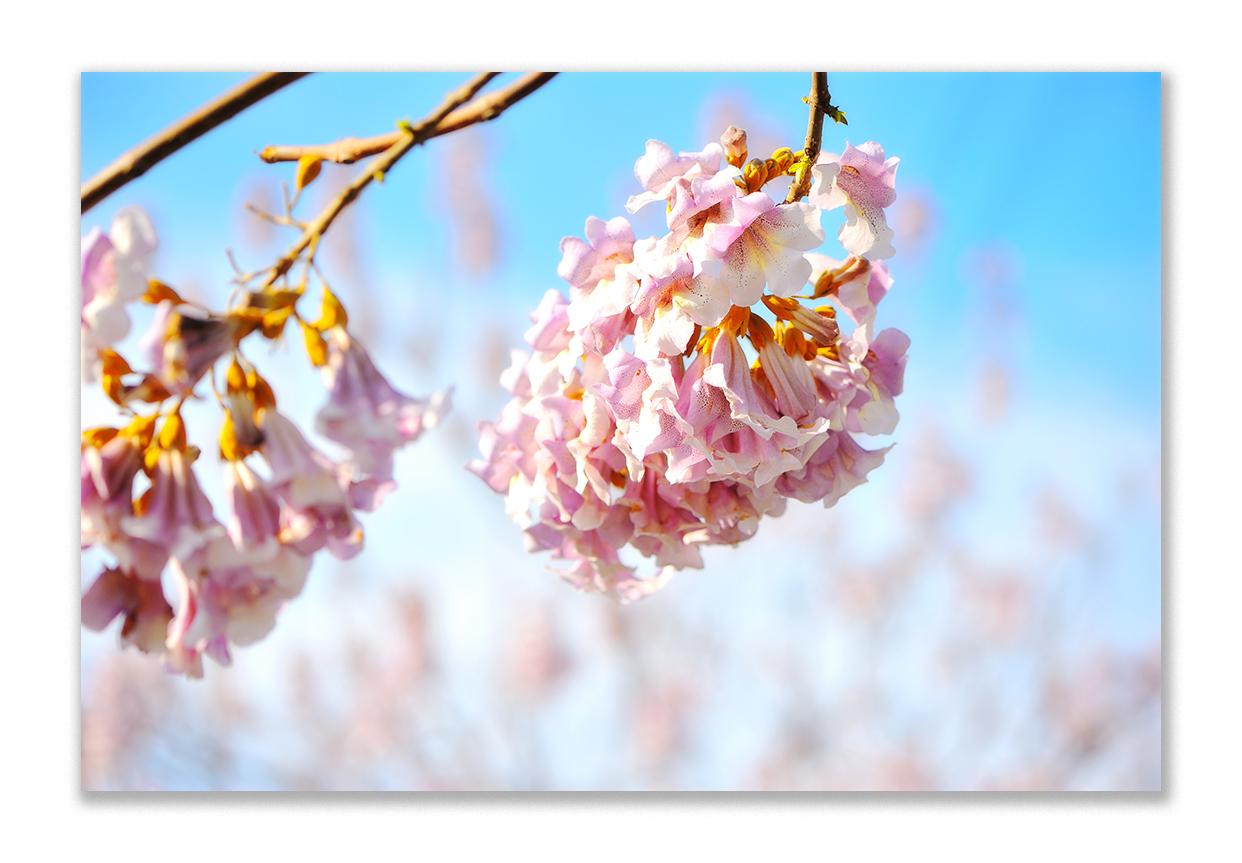 泡桐花开是什么时节,泡桐结果时间?