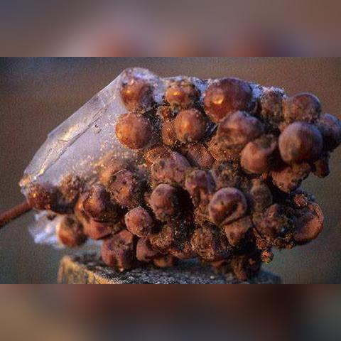 出市申请怎么写？