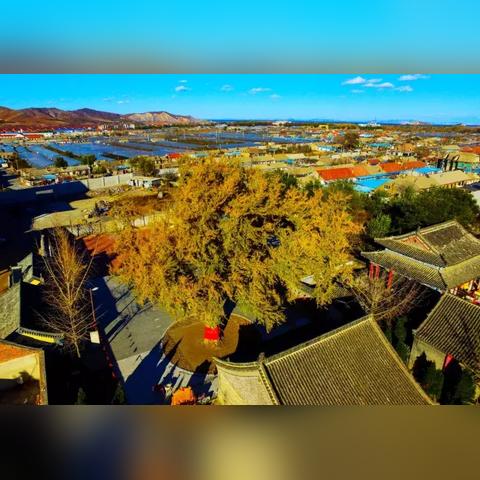 大连市山上都有什么树木