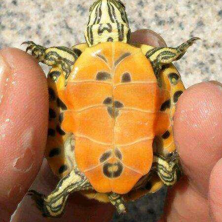 怎么让女生胡子颜色变淡