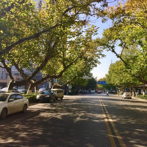 合肥市芜湖路的梧桐树由来？