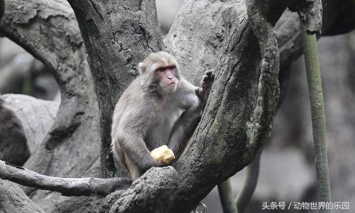 16年猴宝宝怎么起名（预产期在12月20日）