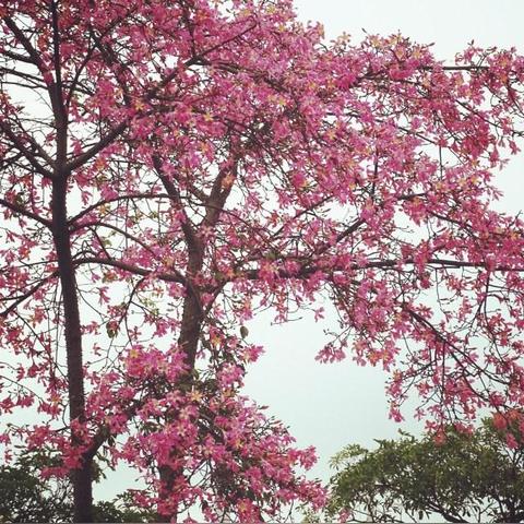 广州市珠海区琶洲大道属于哪个区？