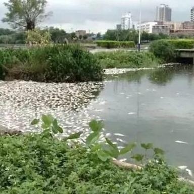 南宁死鱼星星的相关长尾关键词有哪些