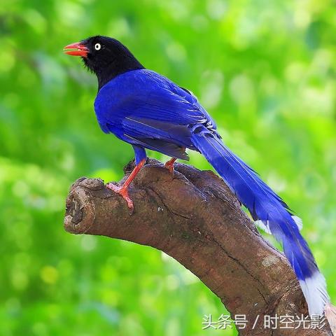 只有玉米可以做什么的长尾关键词有哪些