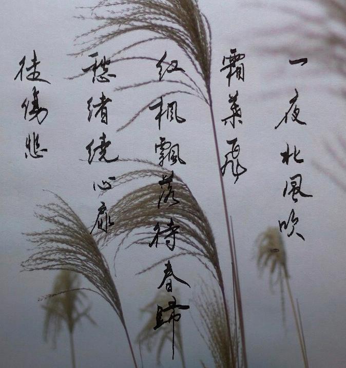 梦境与现实，探索思念成梦的奥秘