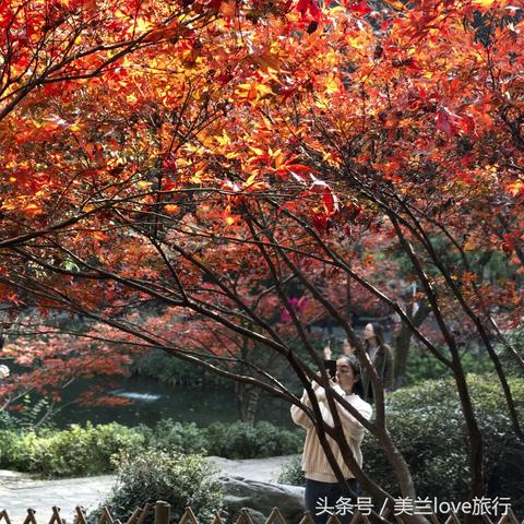 长沙市枫树村属哪个区管