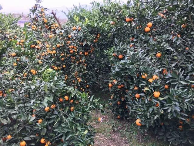 貴州柑橘的種植手藝_正宗的貴州紅酸湯怎么造做