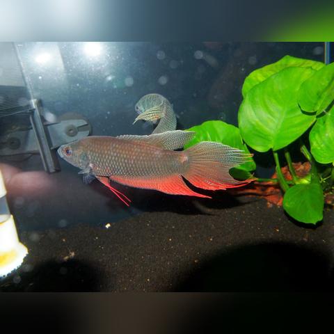 深圳市最大的观赏鱼批发市场？