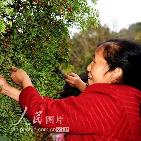 重庆花田怎么样
