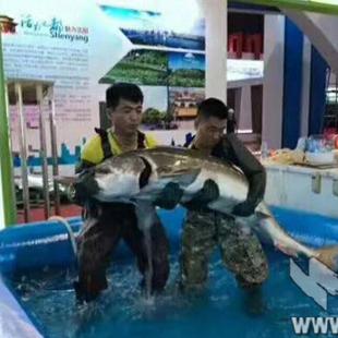 温州市哪里有卖麻花