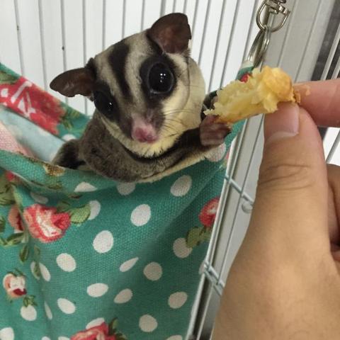 上海哪些公园有猫咪玩