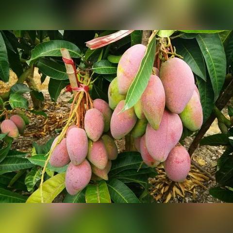 水果微商朋友圈文案励志的长尾关键词有什么