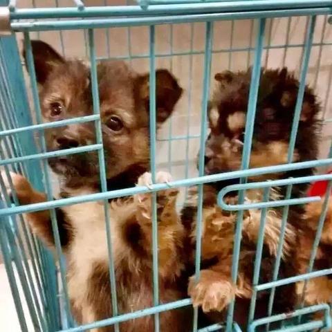 苏州市宠物医院哪个好