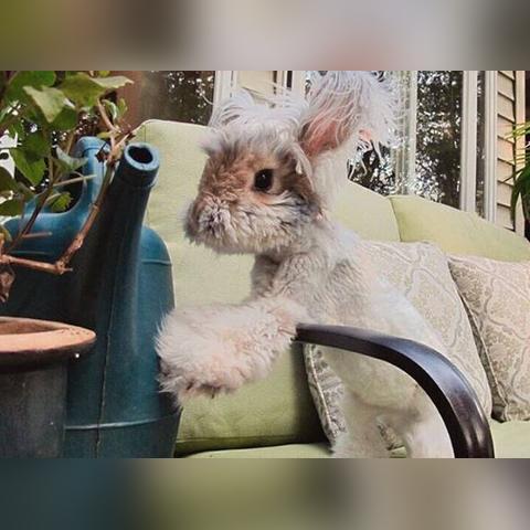 温州市安哥拉兔在哪里买