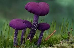 蘑菇是草本植物吗