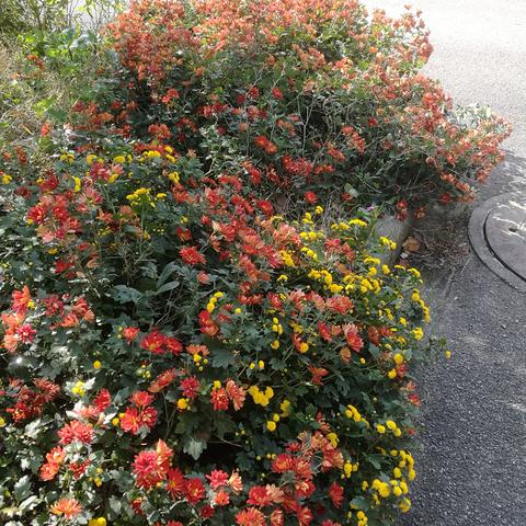 无锡市菊花茶哪里有卖的