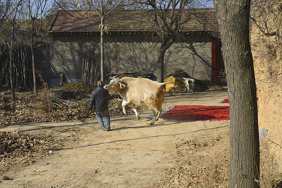 牛宝宝中午出生怎么起名(下午几点喂牛好)