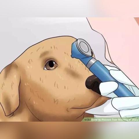 武汉市可以养什么犬