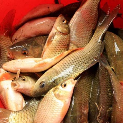 桂林市哪里有黑鱼苗卖的