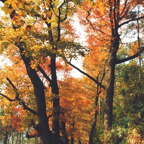 温州市云顶草原在哪里