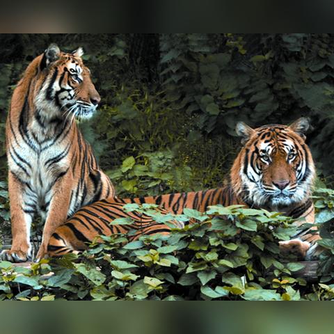 重庆到福建多少公里？