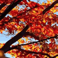 2025.11.17温州今日气温变化情况