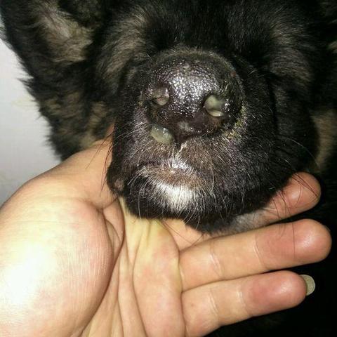济南德牧犬舍相关长尾关键词有哪些