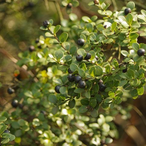 生肖11月牛运势(生肖牛11月份财运如何)
