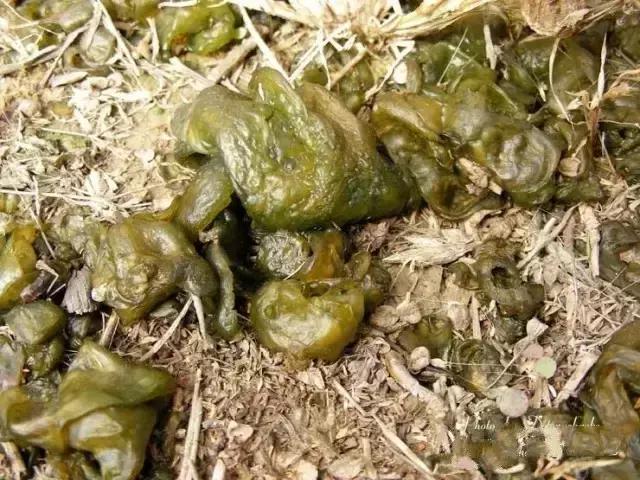 梦境交织，男友的怀抱与亲人的追逐——解读深层心理的情感纠葛