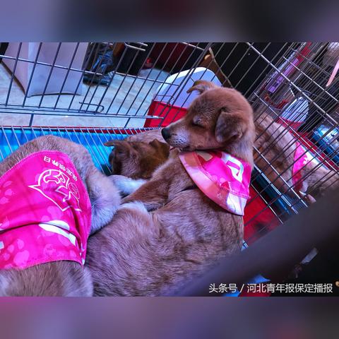 保定市小型犬价格是多少