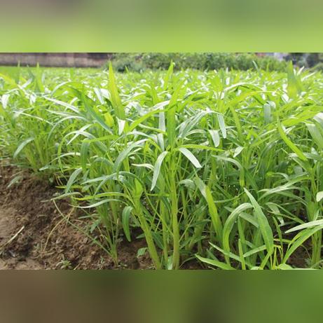 福建8月可以种什么菜？