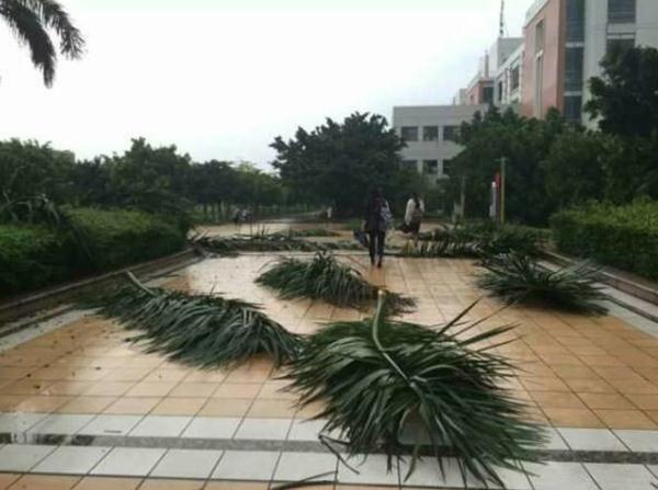 周公解梦，梦见了狼被吓醒，谁知道是啥预兆？