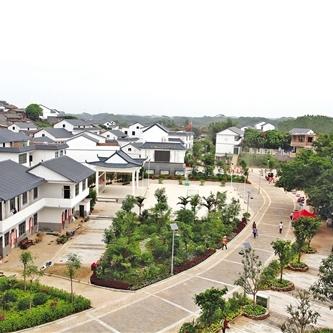 南宁市哪个县种植香蕉