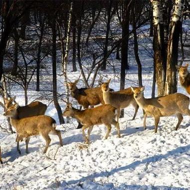 离哈尔滨市近的滑雪场有哪些