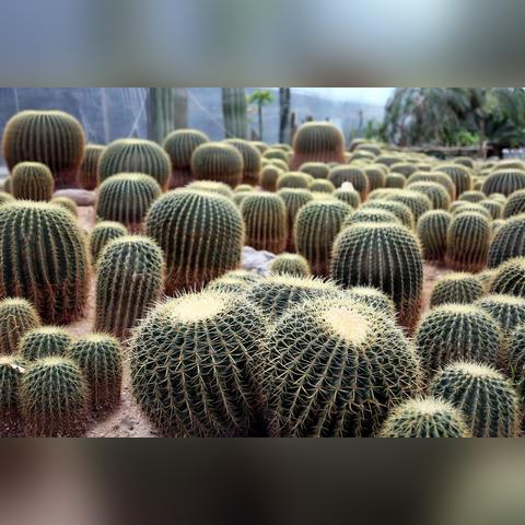 天津哪个植物园最好最大